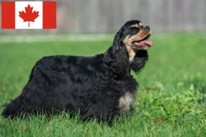 Lee más sobre el artículo Criadores de Cocker Spaniel Americano y cachorros en Canadá