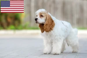 Lee más sobre el artículo Criadores de Cocker Spaniel Americano y cachorros en EE.UU.