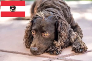 Lee más sobre el artículo Criadores y cachorros de American Water Spaniel en Austria