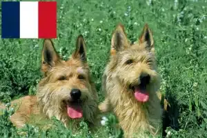 Lee más sobre el artículo Criadores y cachorros de Berger de Picardie en Francia