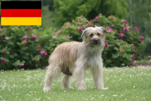 Lee más sobre el artículo Berger des Pyrenees criadores y cachorros en Alemania