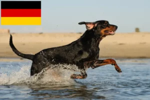 Lee más sobre el artículo Black and Tan Coonhound criadores y cachorros en Alemania