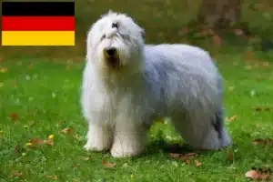 Lee más sobre el artículo Criadores y cachorros de Bobtail en Alemania