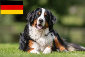 Lee más sobre el artículo Boyero de Berna Criador y Cachorros en Alemania