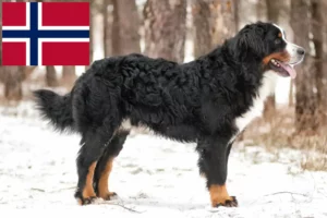 Lee más sobre el artículo Boyero de Berna Criador y Cachorros en Noruega