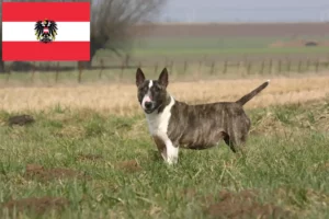 Lee más sobre el artículo Criadores y cachorros de Bull Terrier en Austria