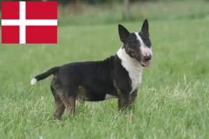 Lee más sobre el artículo Criadores de Bull Terrier y cachorros en Dinamarca