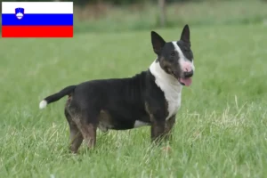 Lee más sobre el artículo Criadores de Bull Terrier y cachorros en Eslovenia