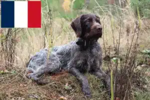 Lee más sobre el artículo Criadores y cachorros de pelo duro alemán en Francia