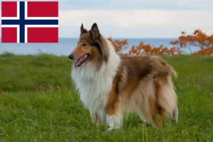 Lee más sobre el artículo Criadores de Collie y cachorros en Noruega