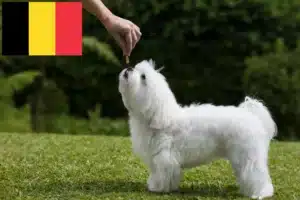 Lee más sobre el artículo Criadores de malteses y cachorros en Bélgica