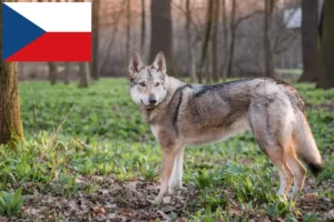 Lee más sobre el artículo Criadores de perros lobo checoslovacos y cachorros en la República Checa