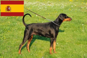 Lee más sobre el artículo Criadores y cachorros de Doberman en España