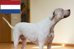 Lee más sobre el artículo Criadores de Dogo Argentino y cachorros en los Países Bajos