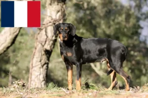 Lee más sobre el artículo Criadores y cachorros de Erdélyi Kopó en Francia