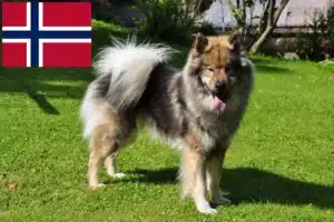 Lee más sobre el artículo Criadores de Eurasier y cachorros en Noruega