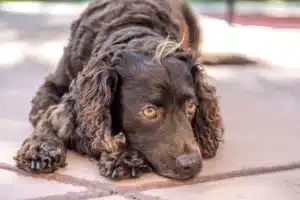 Lee más sobre el artículo Criador de American Water Spaniel