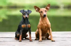 Lee más sobre el artículo Criador de Pinscher miniatura