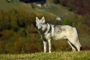 Lee más sobre el artículo Criador de perros lobo checoslovacos