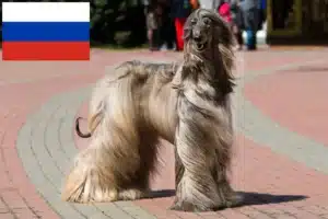 Lee más sobre el artículo Criadores de galgos afganos y cachorros en Rusia