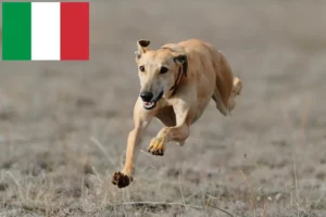 Lee más sobre el artículo Criadores de galgos y cachorros en Italia