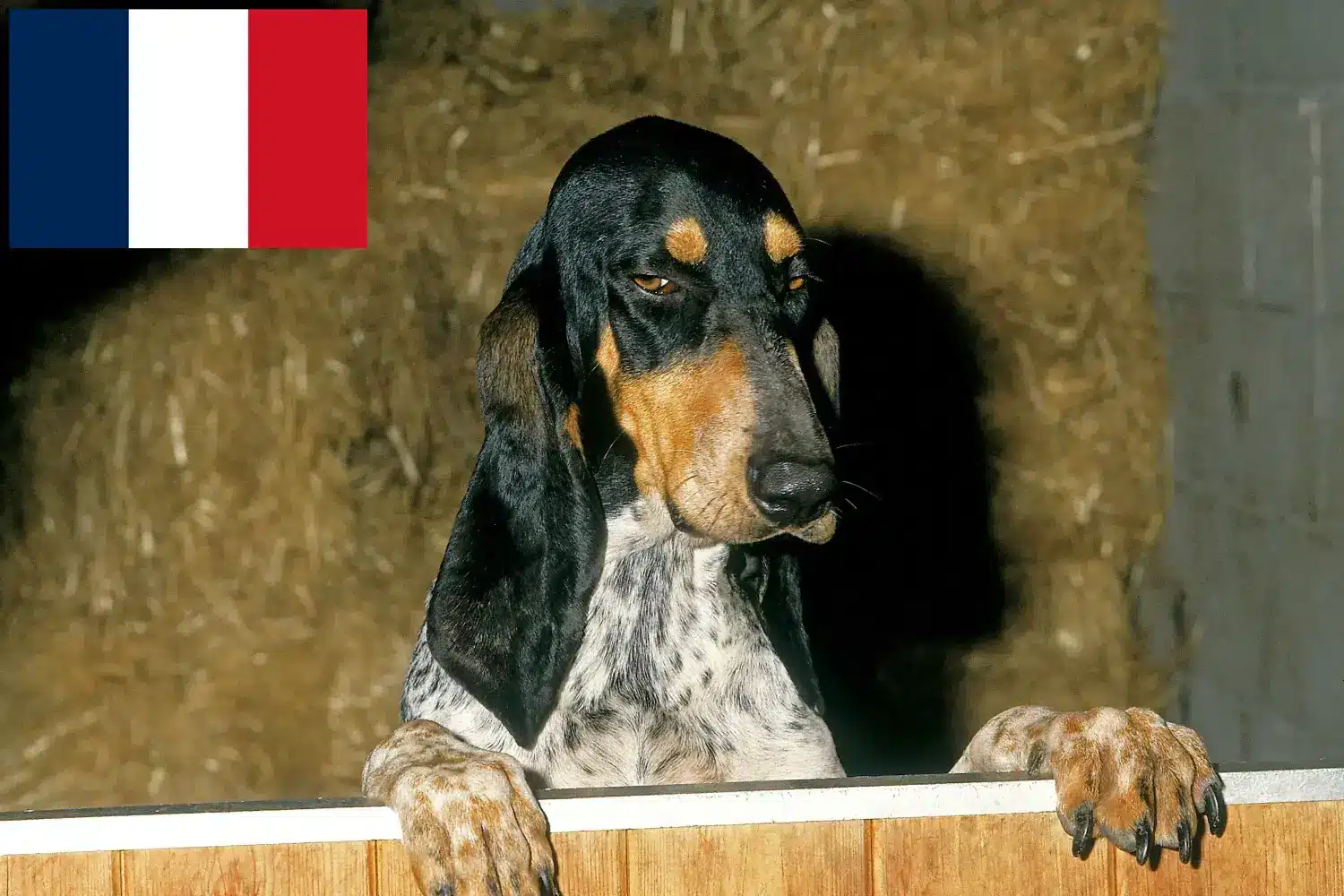 Lee más sobre el artículo Criadores y cachorros de Gascon Saintongeois en Francia