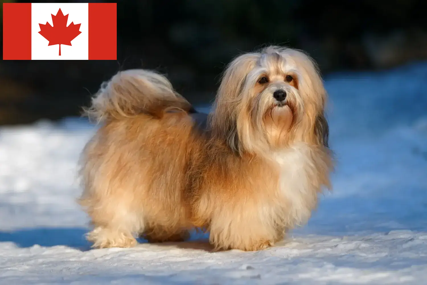 Lee más sobre el artículo Criadores de Bichón Habanero y cachorros en Canadá