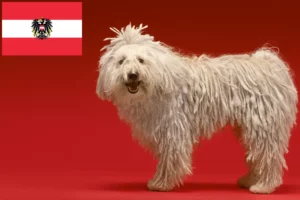 Lee más sobre el artículo Criadores de Komondor y cachorros en Austria