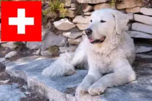 Lee más sobre el artículo Criadores de Kuvasz y cachorros en Suiza