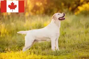 Lee más sobre el artículo Criadores de labradores y cachorros en Canadá