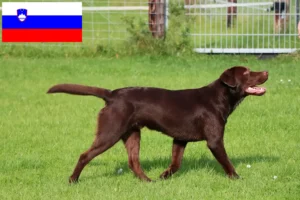 Lee más sobre el artículo Criadores de labradores y cachorros en Eslovenia