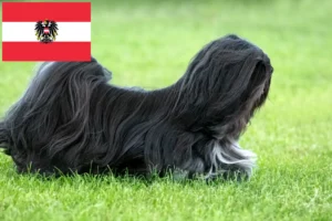 Lee más sobre el artículo Criadores de Lhasa Apso y cachorros en Austria