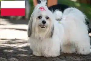 Lee más sobre el artículo Criadores de Lhasa Apso y cachorros en Polonia