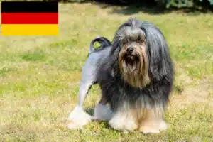 Lee más sobre el artículo Criadores de Löwchen y cachorros en Alemania