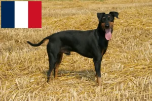 Lee más sobre el artículo Criadores y cachorros de Manchester Terrier en Francia