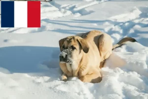 Lee más sobre el artículo Mastín Español criadores y cachorros en Francia