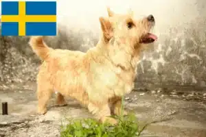 Lee más sobre el artículo Criadores y cachorros de Norwich Terrier en Suecia