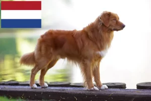 Lee más sobre el artículo Nueva Escocia Duck Tolling Retriever criadores y cachorros en los Países Bajos