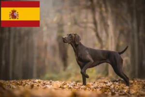 Lee más sobre el artículo Criadores y cachorros de pelo corto alemán en España