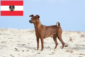 Lee más sobre el artículo Criadores de Pinscher miniatura y cachorros en Austria