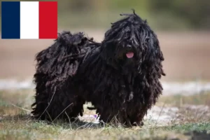 Lee más sobre el artículo Criadores de Puli y cachorros en Francia