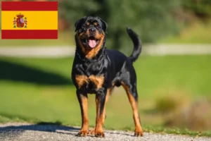 Lee más sobre el artículo Criadores y cachorros de rottweiler en España