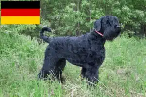 Lee más sobre el artículo Criadores y cachorros de Terrier Negro Ruso en Alemania