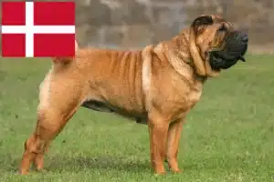 Lee más sobre el artículo Criadores de Shar-Pei y cachorros en Dinamarca