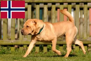 Lee más sobre el artículo Criadores de Shar-Pei y cachorros en Noruega