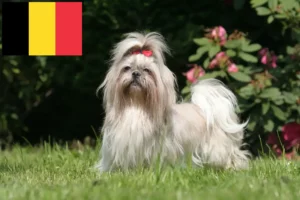 Lee más sobre el artículo Criadores de Shih Tzu y cachorros en Bélgica