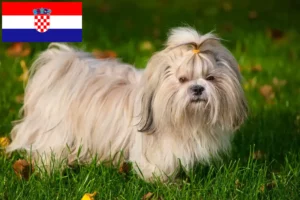 Lee más sobre el artículo Criadores de Shih Tzu y cachorros en Croacia