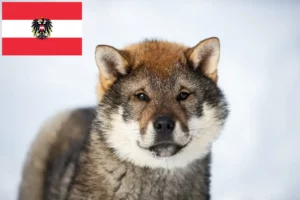 Lee más sobre el artículo Criadores de Shikoku y cachorros en Austria