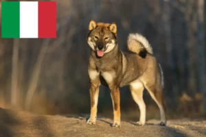 Lee más sobre el artículo Criadores de Shikoku y cachorros en Italia