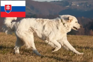 Lee más sobre el artículo Slovensky Cuvac criadores y cachorros en Eslovaquia